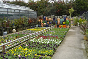 Bedding Plants