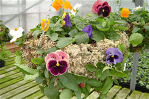 Winter Hanging Basket